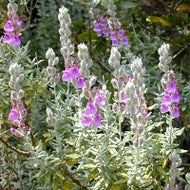 Teucrium marum (4