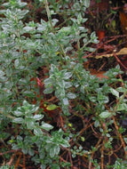 Teucrium chamaedrys (1 qt) | Wall Germander (1 qt)