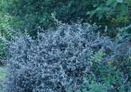 Teucrium fruticans (1 qt) | Bush Germander (1 qt)
