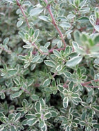 Thymus argenteus (4