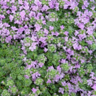 Elfin Thyme
