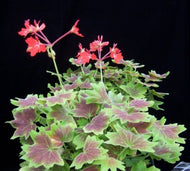 Vancouver Centennial Geranium