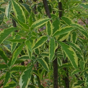 sambucus nigra variegata Sambucus nigra 'Auro Marginata' (1 qt)