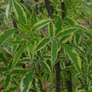 Variegated Elderberry