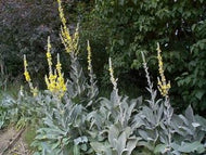 Verbascum bombyciferum 'Polar Summer' (4