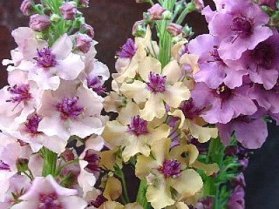 Southern Charm Mullein