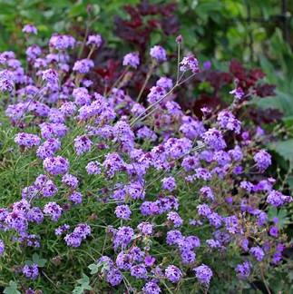 Verbena lilacina 'De La Mina' (1 qt) | Purple Cedros Island