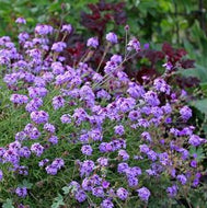 Verbena lilacina 'De La Mina' (1 qt) | Purple Cedros Island Verbena (1 qt)
