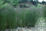 Verbena bonariensis | Buenos Aires Verbena