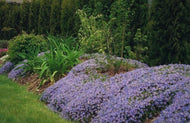 Veronica pectinata | Wooly Speedwell
