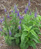 Veronica 'Sunny Border Blue' (1 qt)  | Sunny Border Blue Veronica (1 qt)