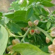 Withania somnifera (4