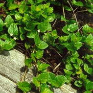 Satureja douglasii (4